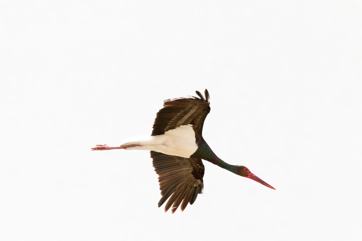 Black Stork - ML616414016