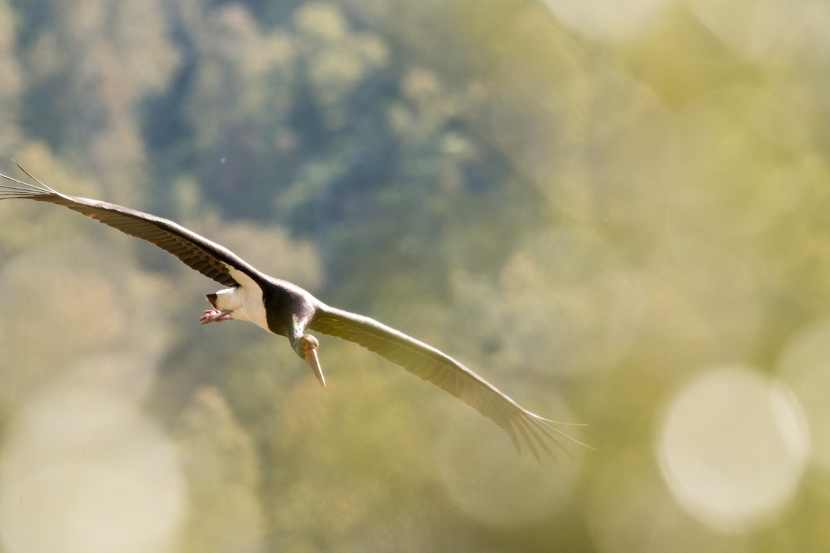 Black Stork - ML616414017