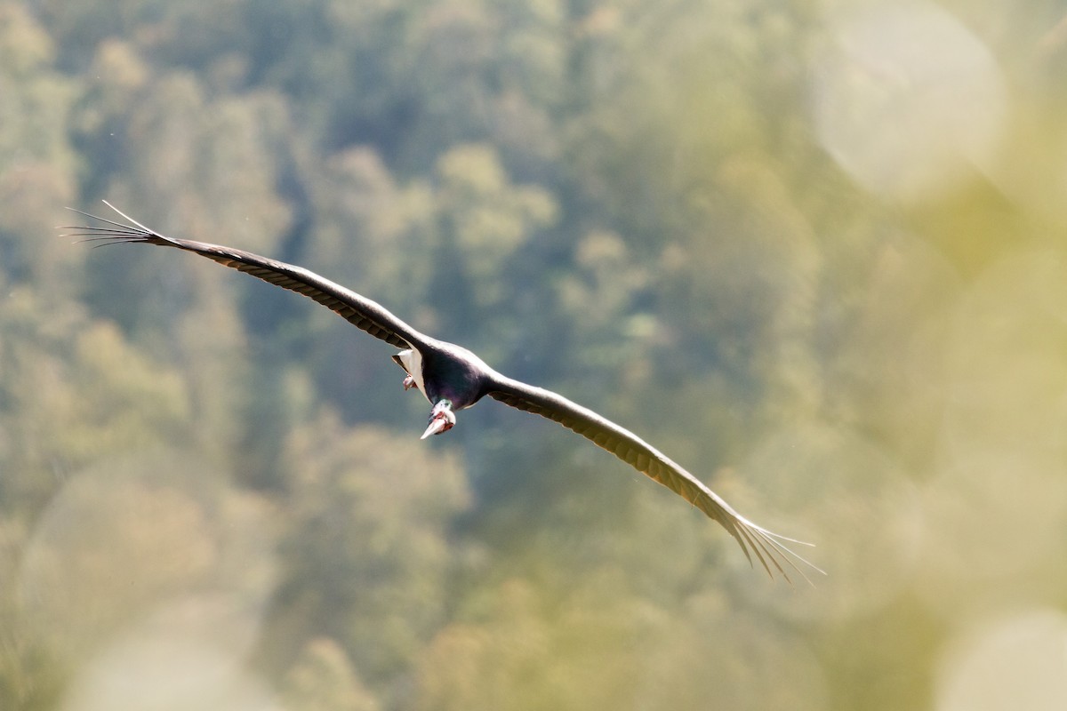 Black Stork - ML616414018