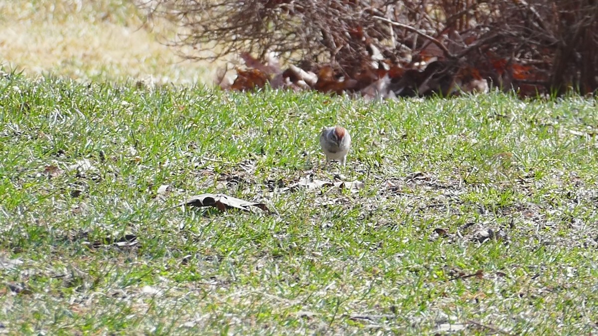 American Tree Sparrow - ML616414035