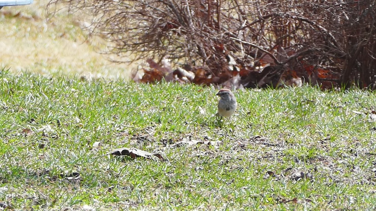 American Tree Sparrow - ML616414036