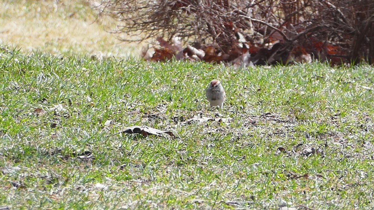 ムナフヒメドリ - ML616414037