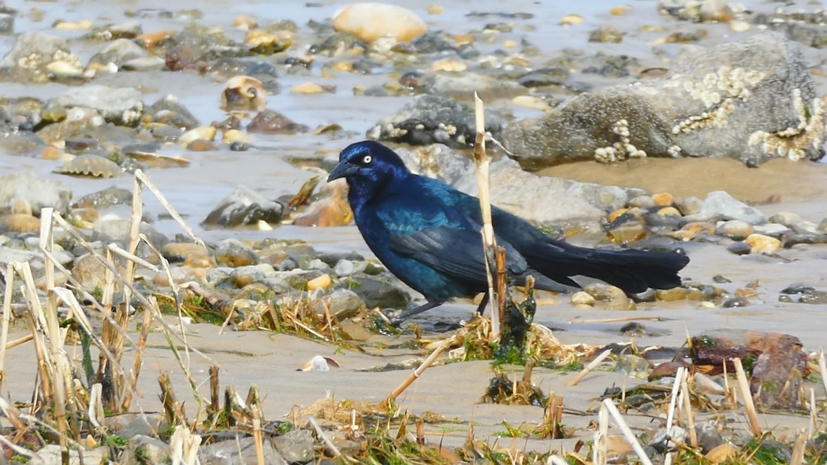 Boat-tailed Grackle - Nadine Henderson