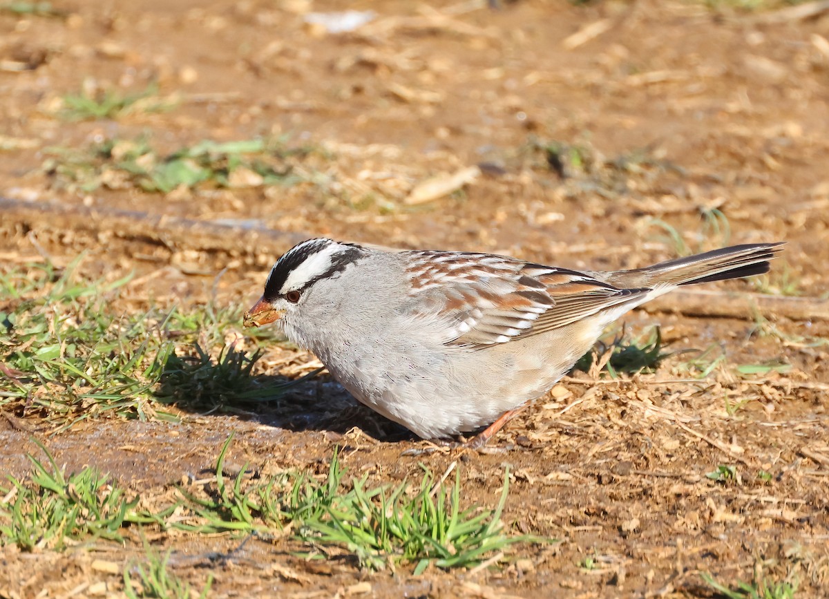 White-crowned Sparrow - ML616414085