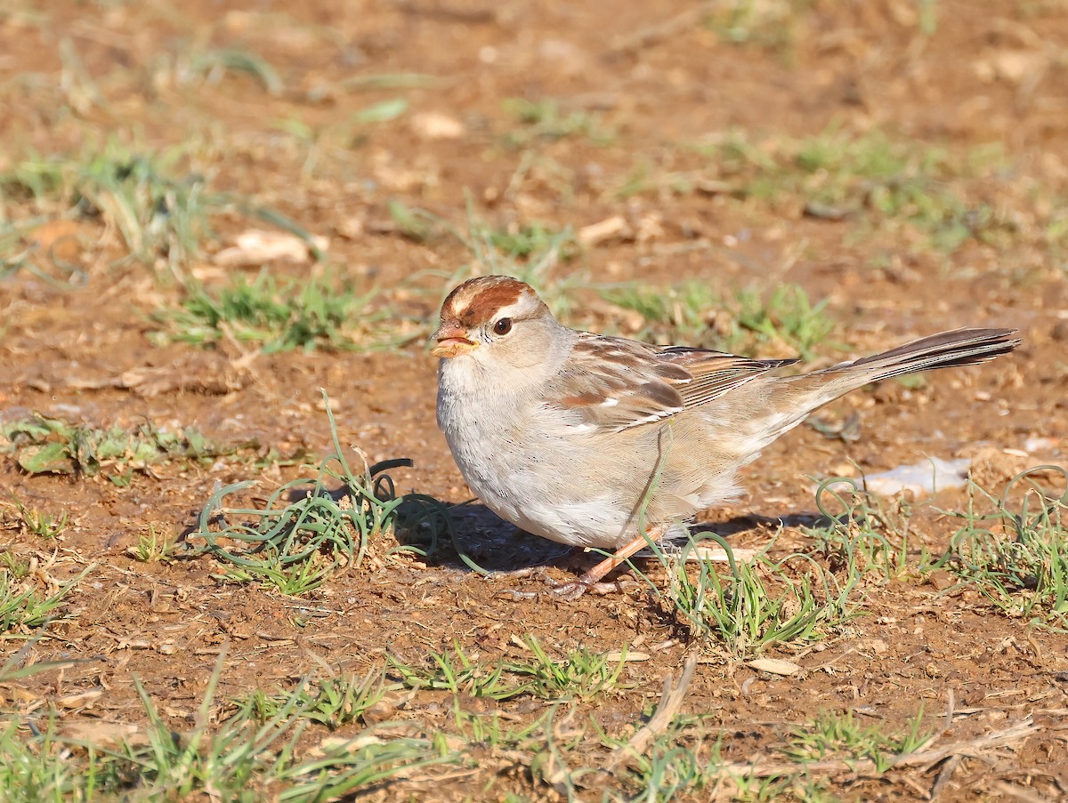 White-crowned Sparrow - ML616414087