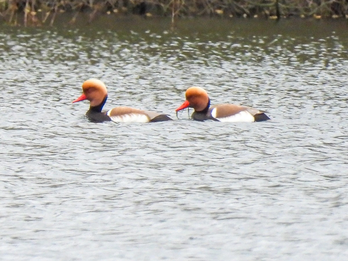 Red-crested Pochard - ML616414088