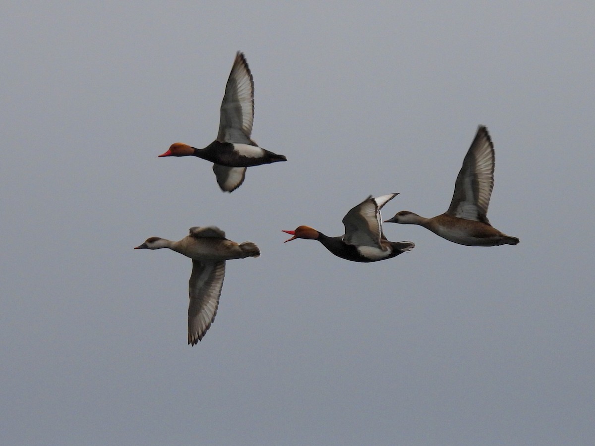 Red-crested Pochard - José Ramón Martínez