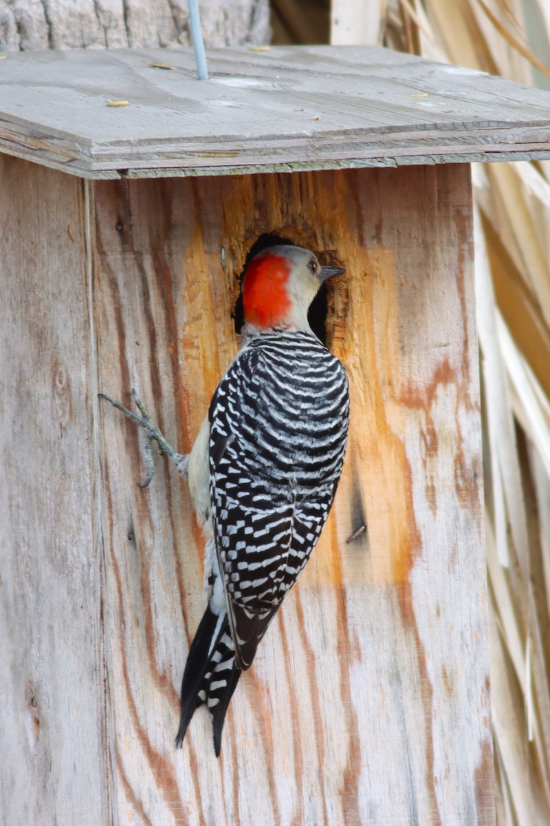 Red-bellied Woodpecker - ML616414092