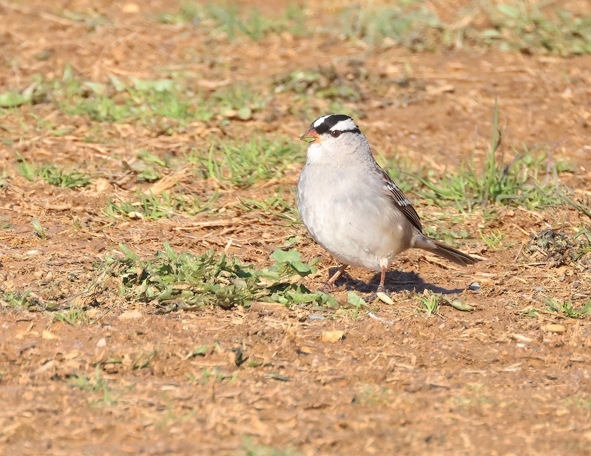 White-crowned Sparrow - ML616414099