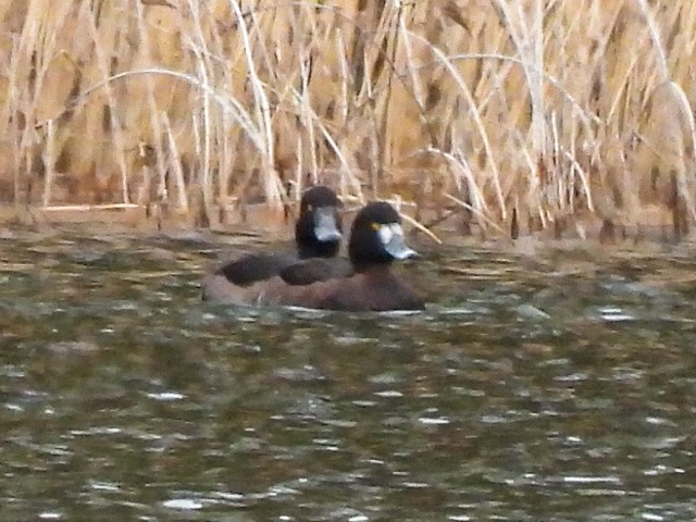 Tufted Duck - ML616414118