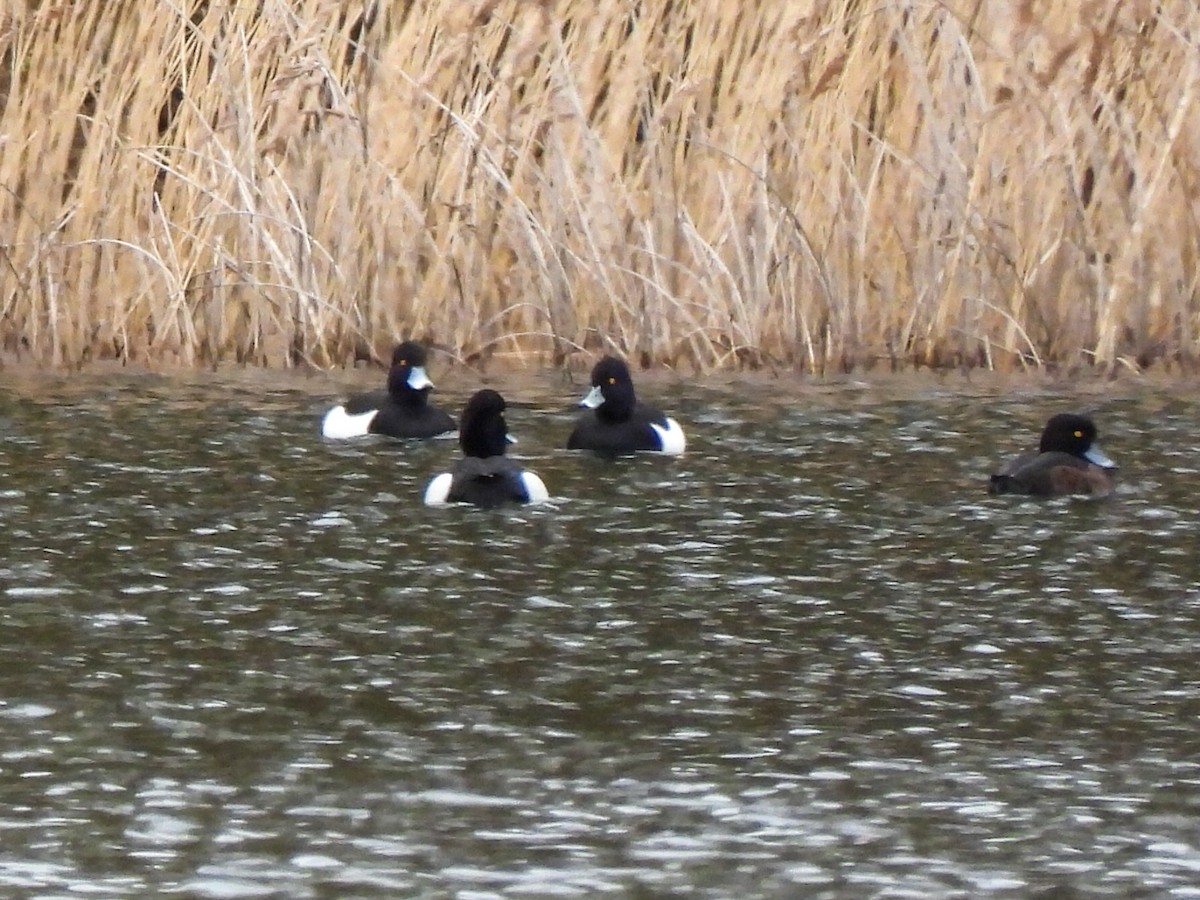 Tufted Duck - ML616414119