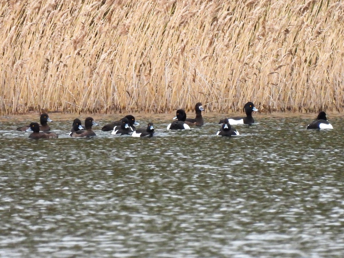 Tufted Duck - ML616414121