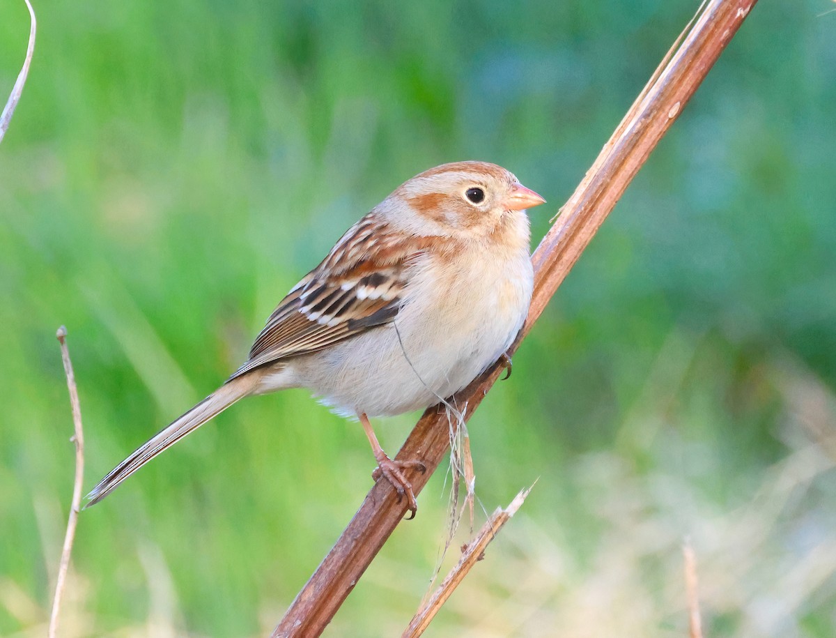 Field Sparrow - ML616414134