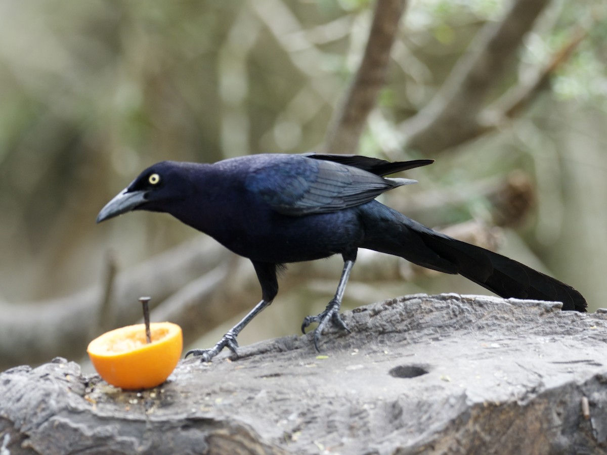 Great-tailed Grackle - ML616414142