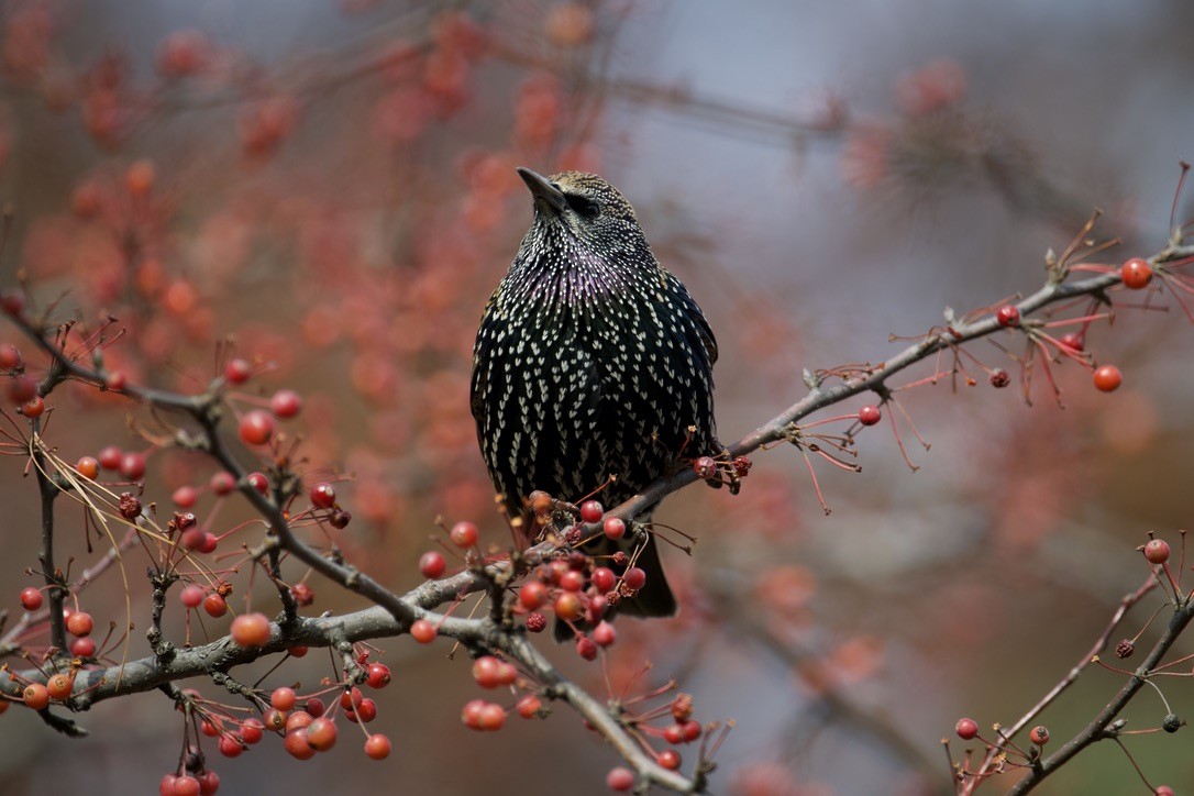 European Starling - ML616414149