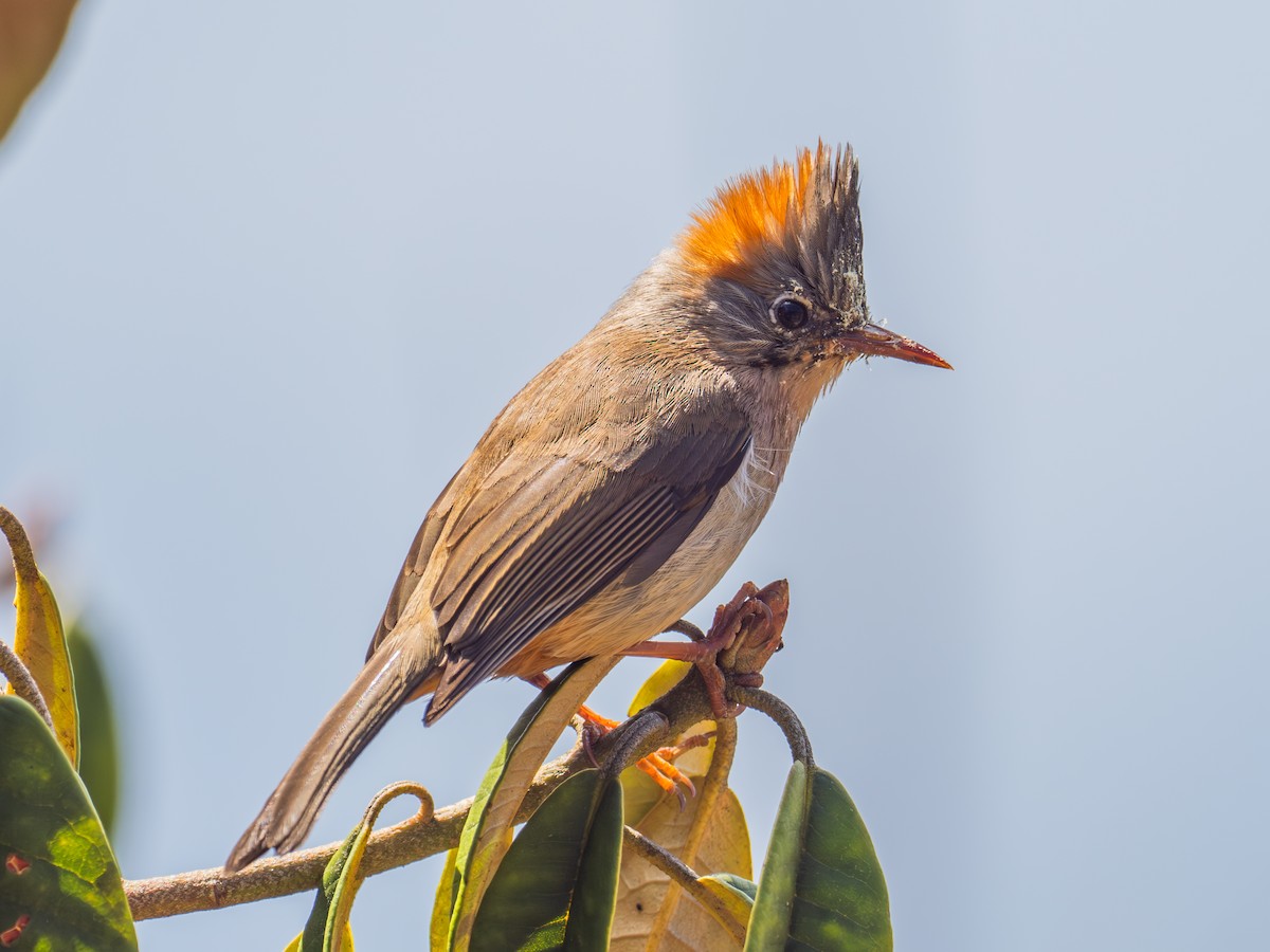 Yuhina à ventre roux - ML616414161