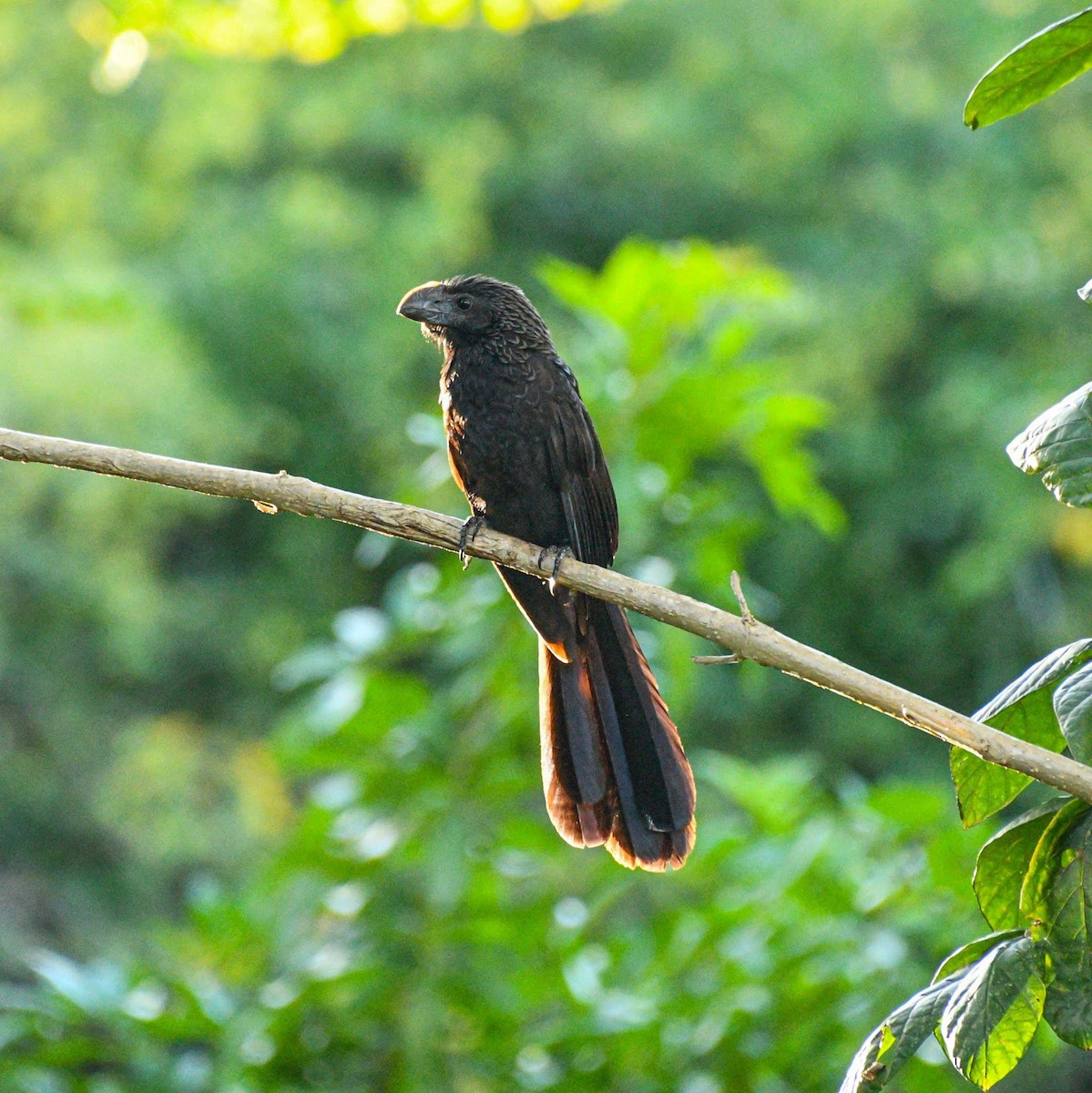 Smooth-billed Ani - ML616414225