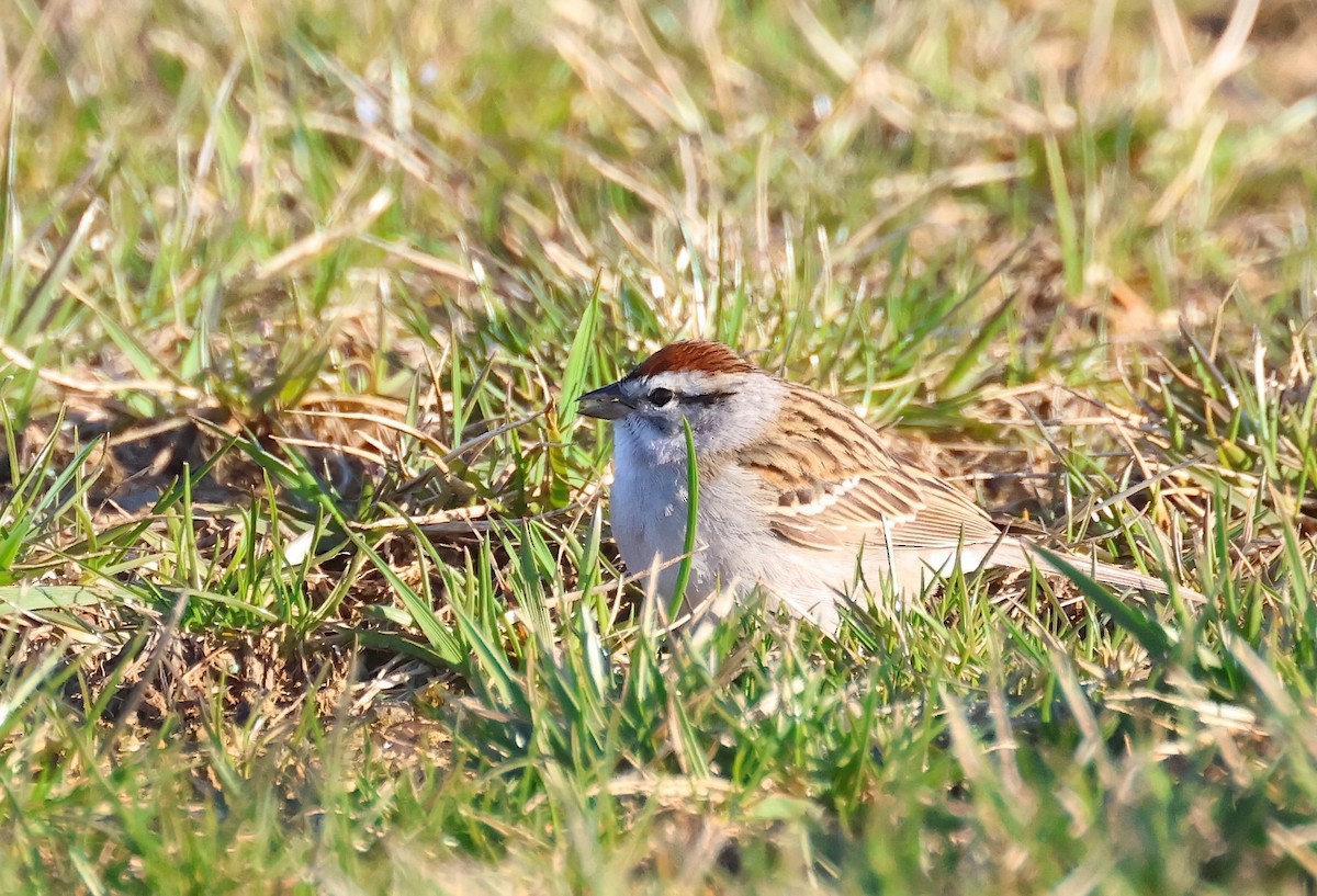 Chipping Sparrow - ML616414230