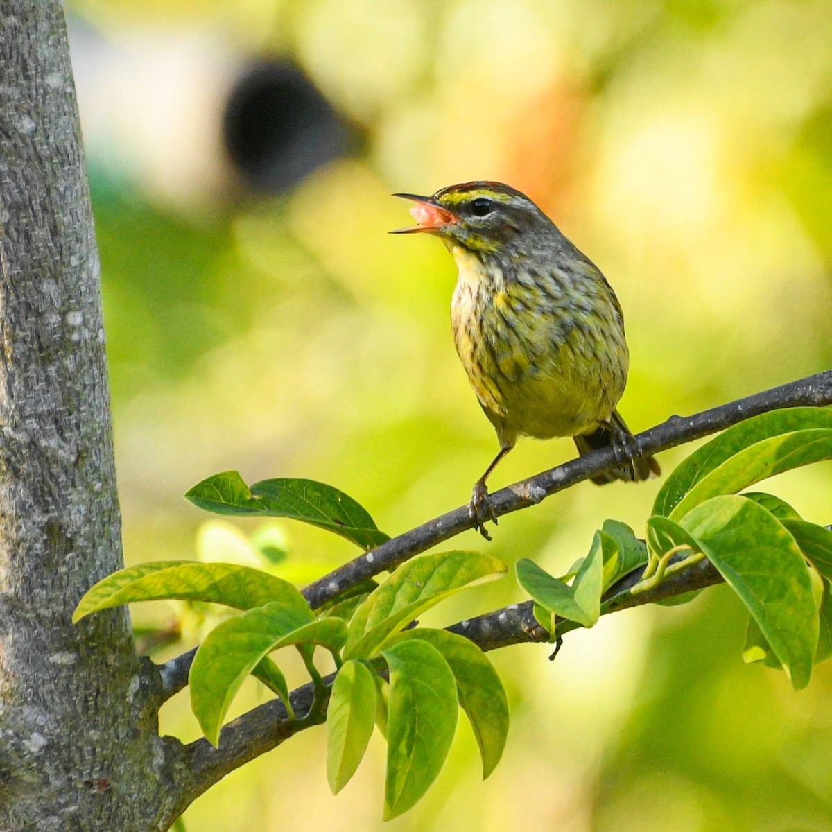 Palm Warbler - ML616414243