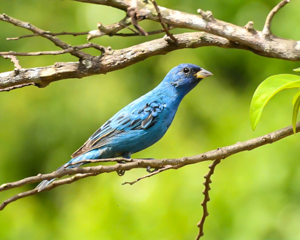 Indigo Bunting - ML616414262