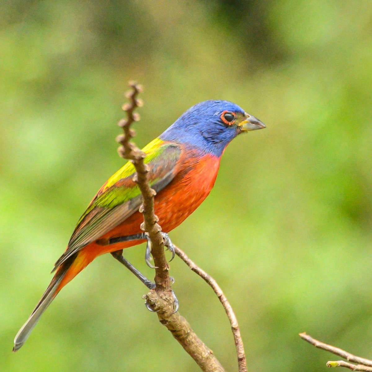Painted Bunting - ML616414270