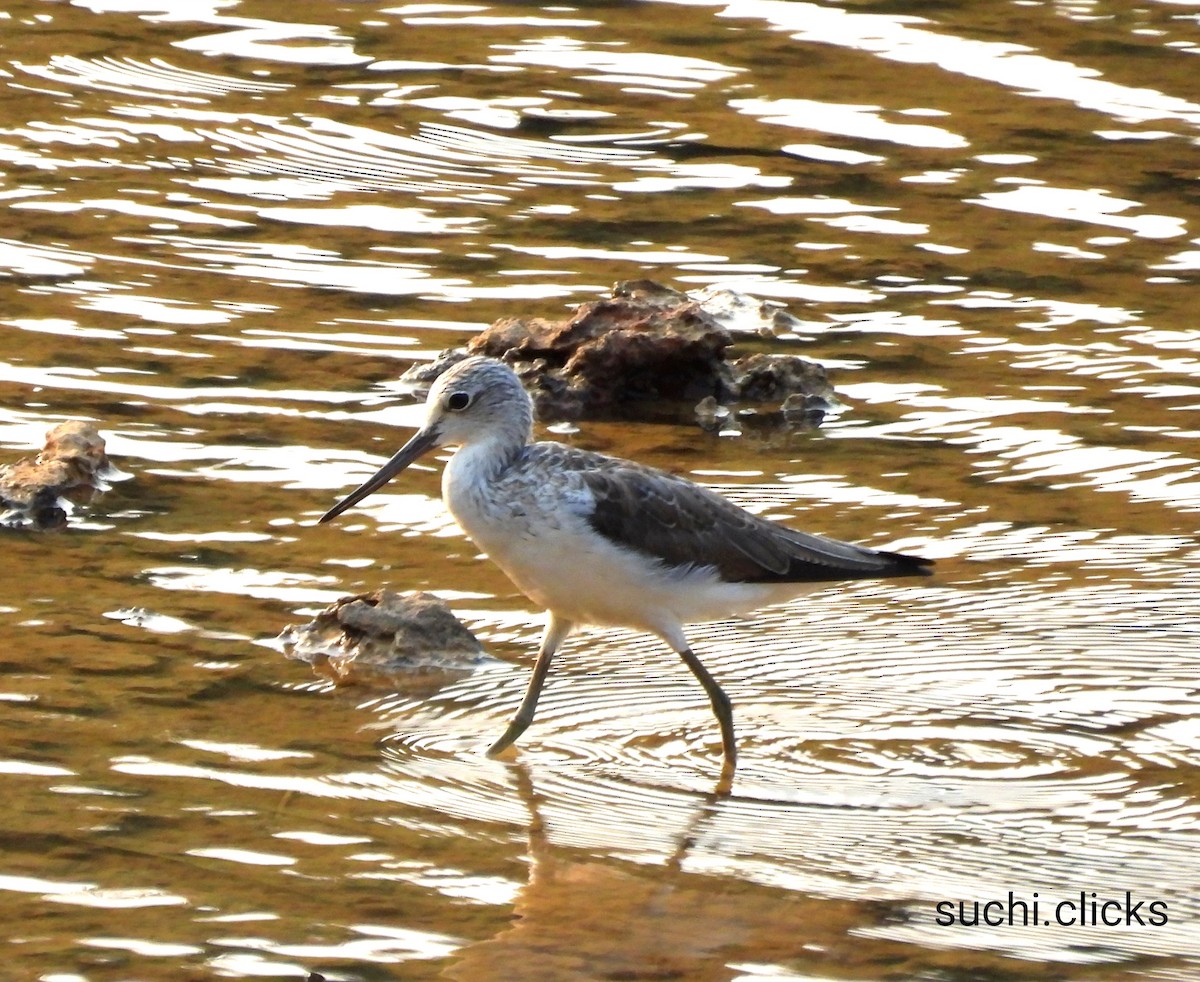 Common Greenshank - Suchitra S