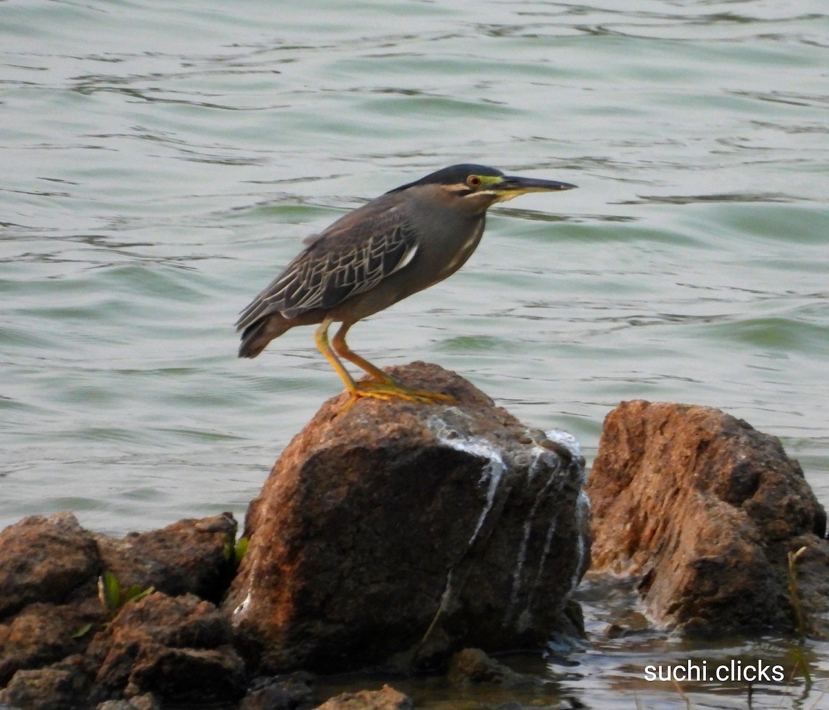 Striated Heron - Suchitra S