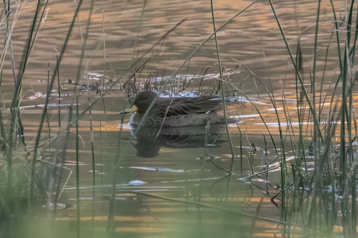 Yellow-billed Teal - ML616414334