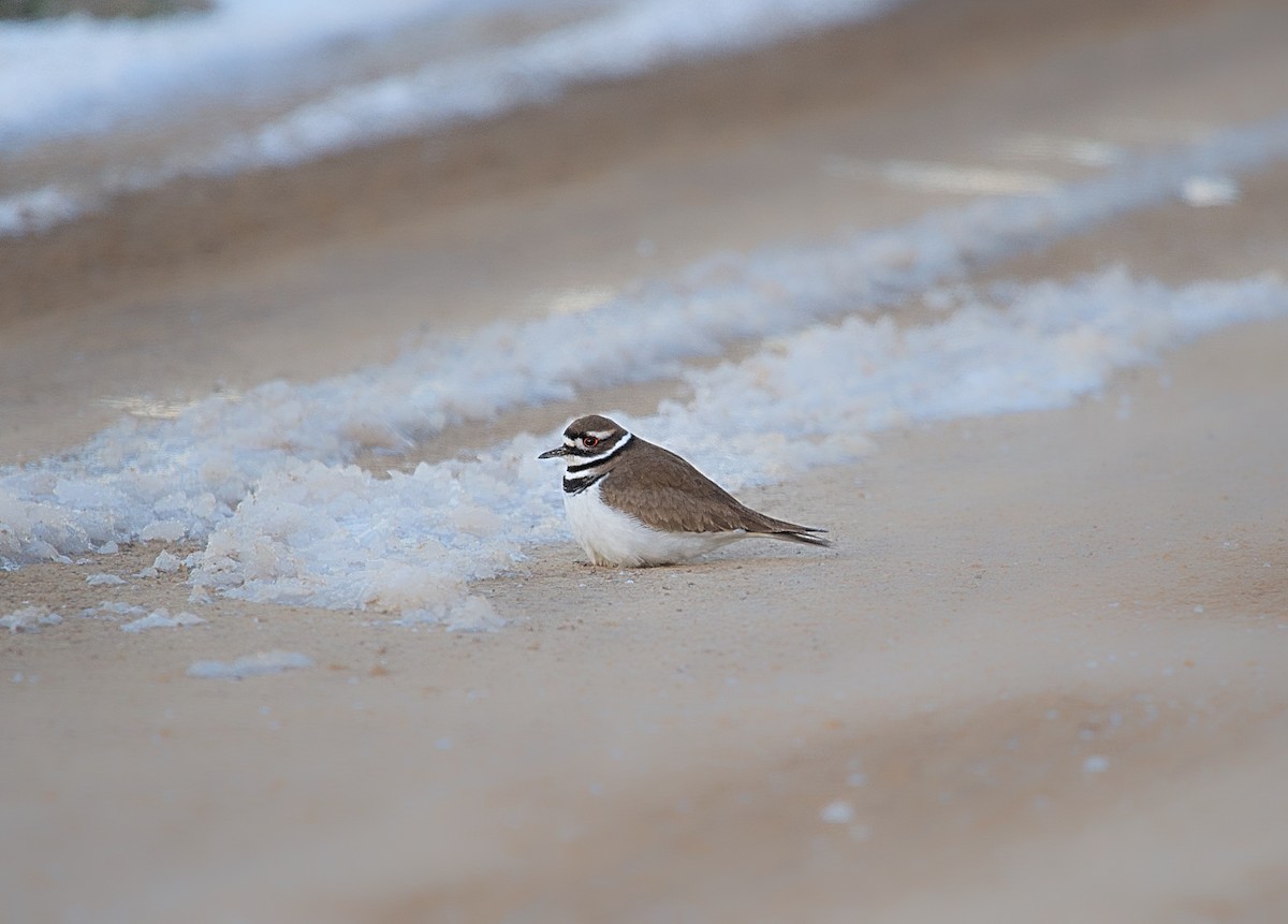 Killdeer - ML616414372