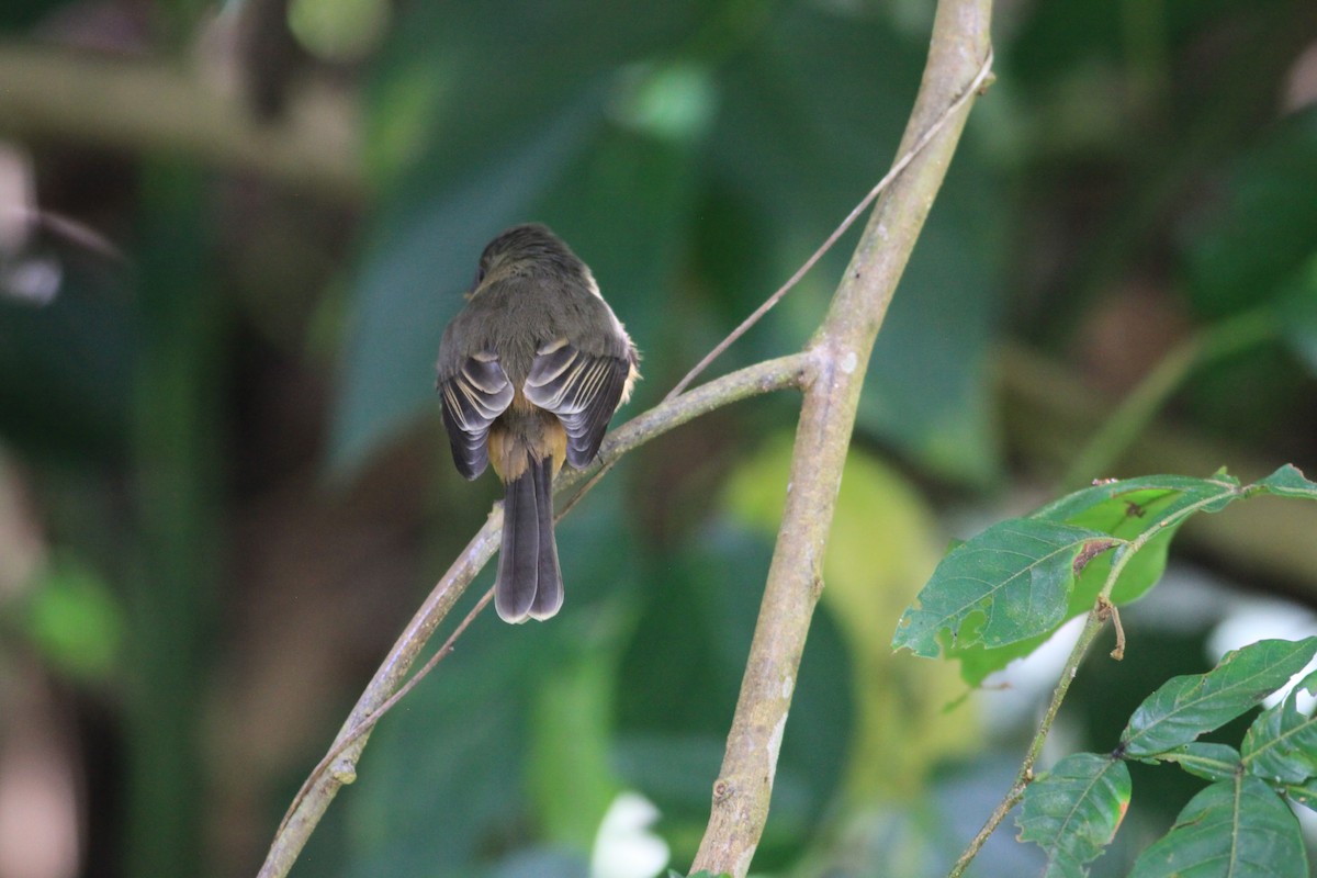 Lesser Antillean Pewee (St. Lucia) - ML616414384