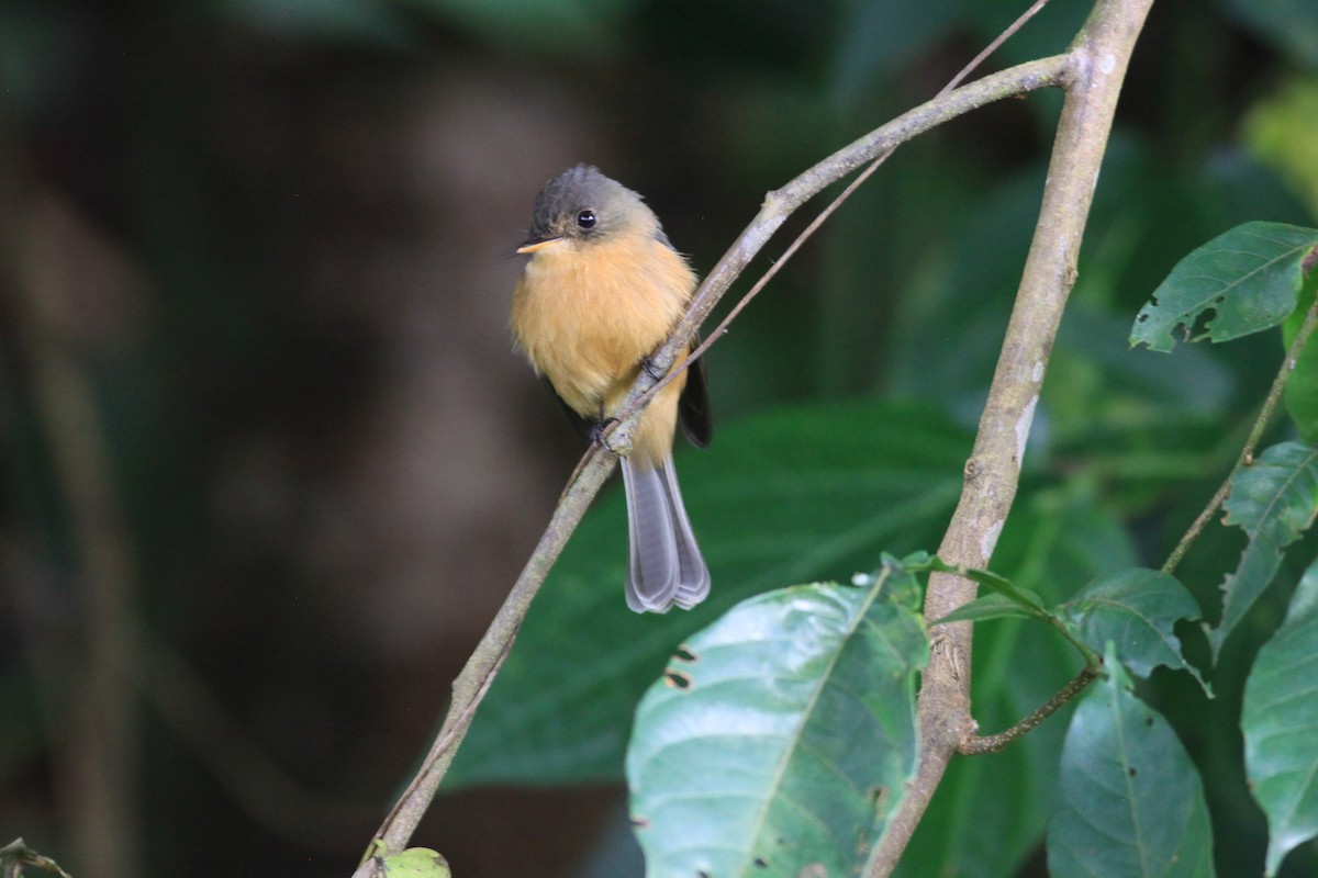 Lesser Antillean Pewee (St. Lucia) - ML616414387