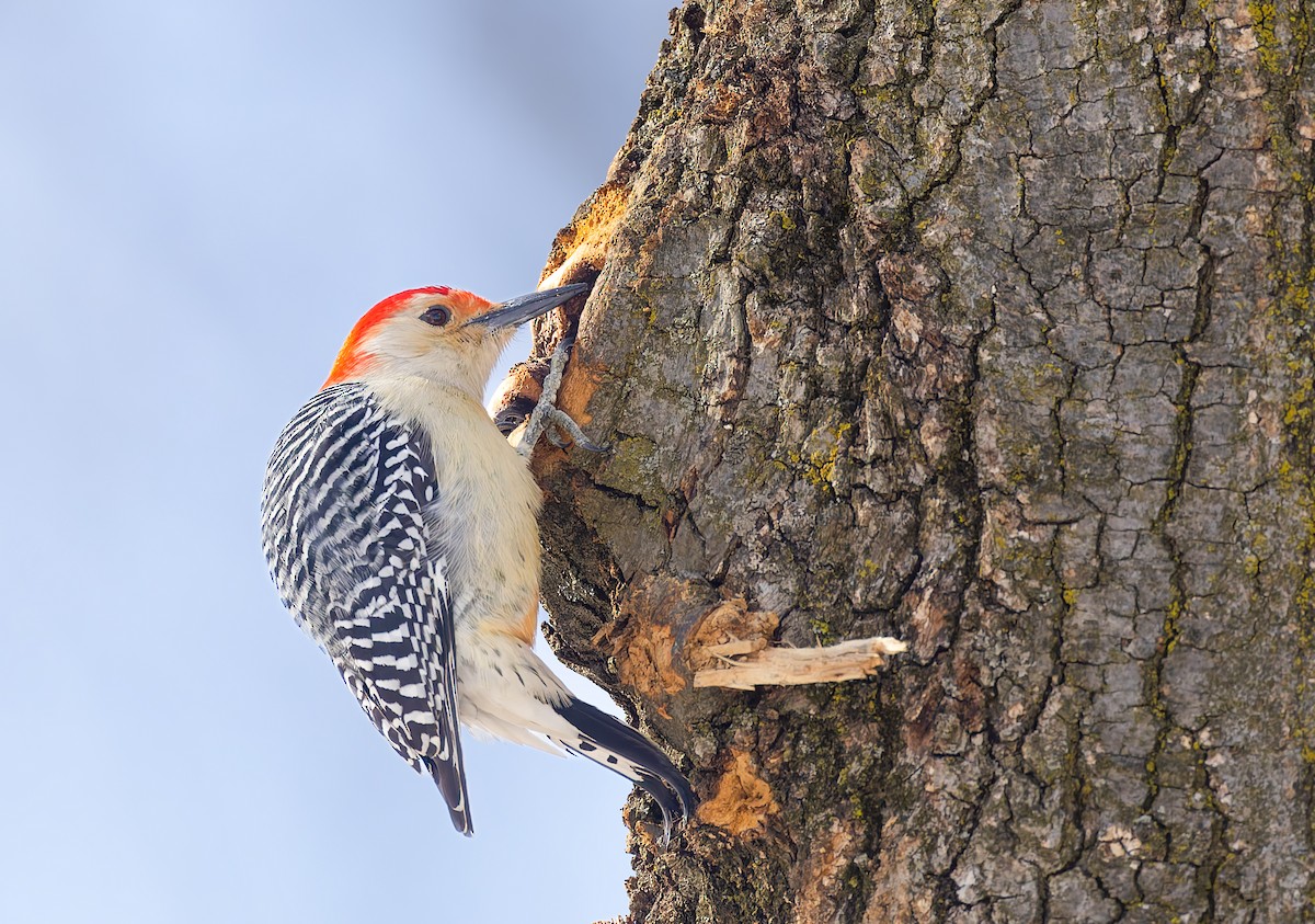 Red-bellied Woodpecker - Harvey Fielder