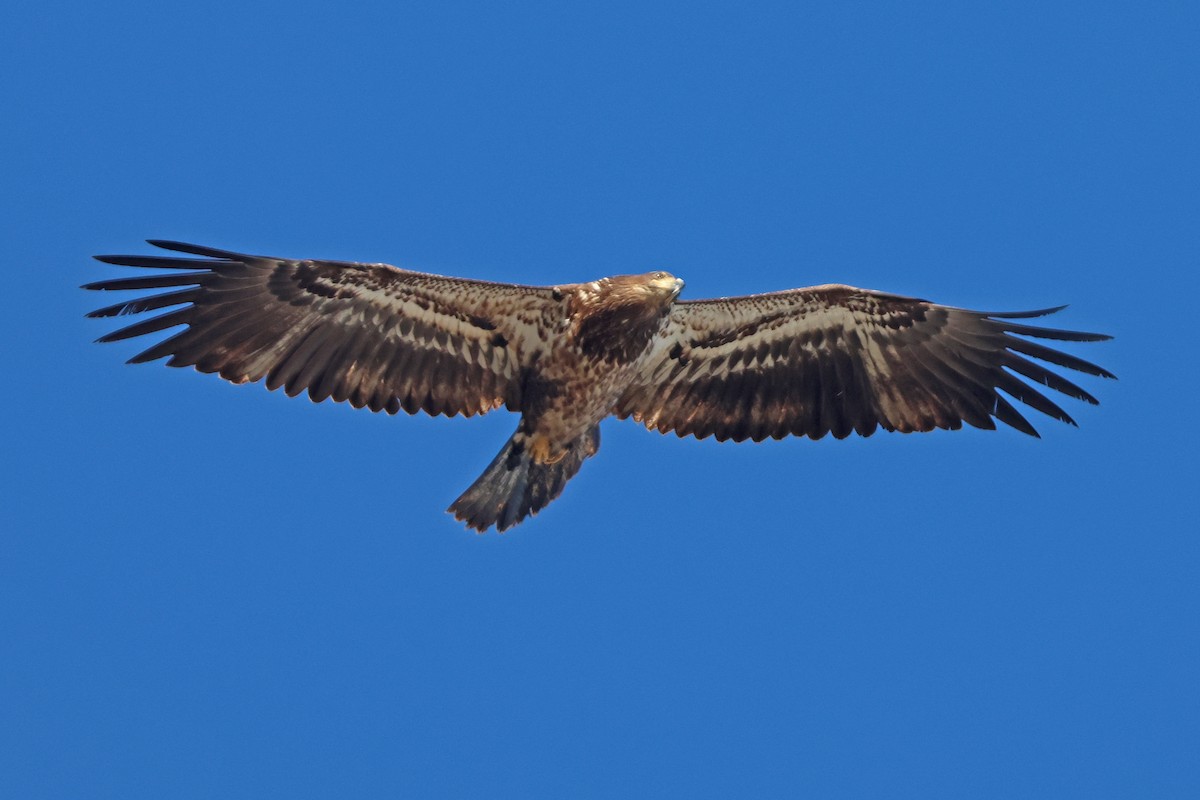 Bald Eagle - Corey Finger