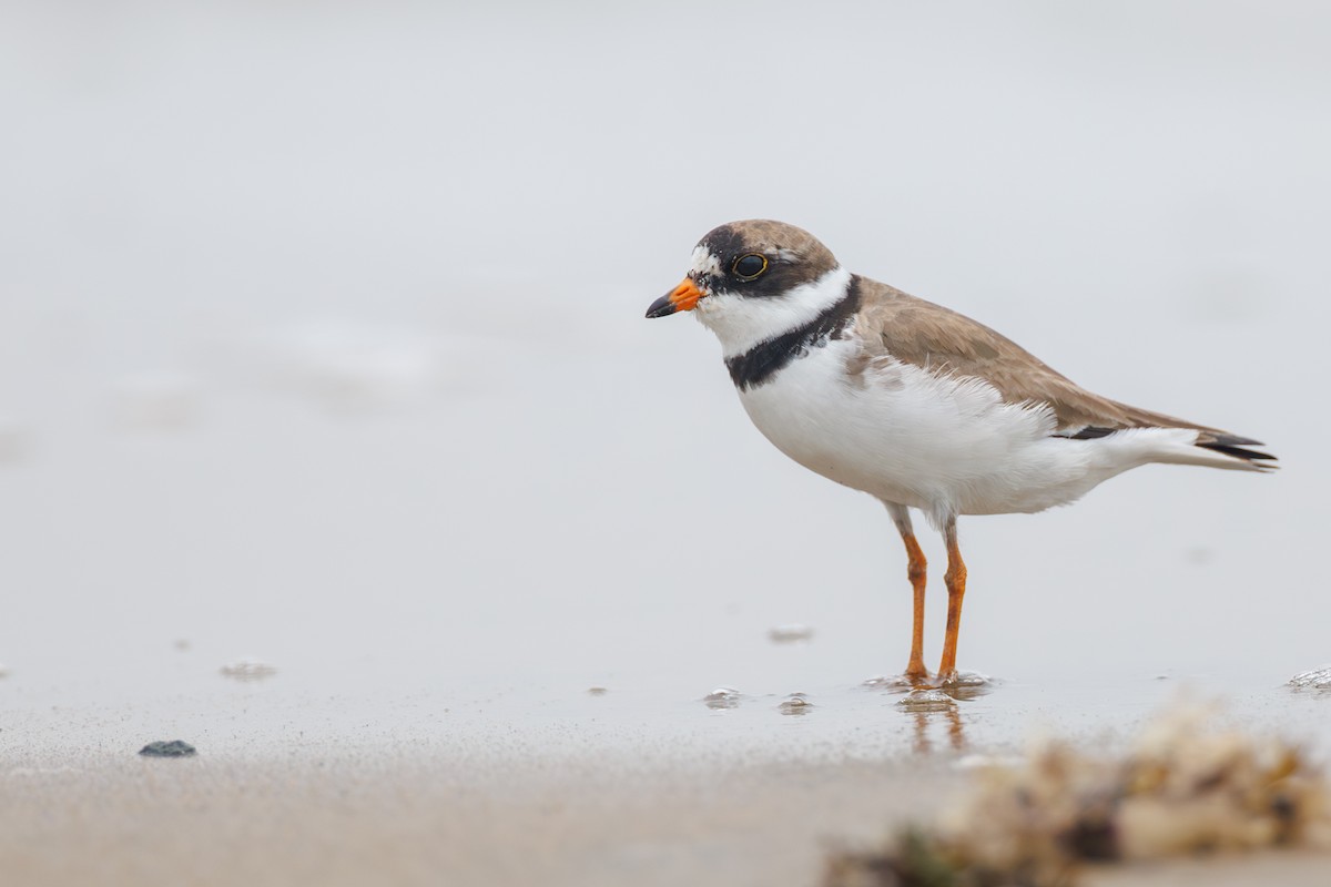 Semipalmated Plover - ML616414452