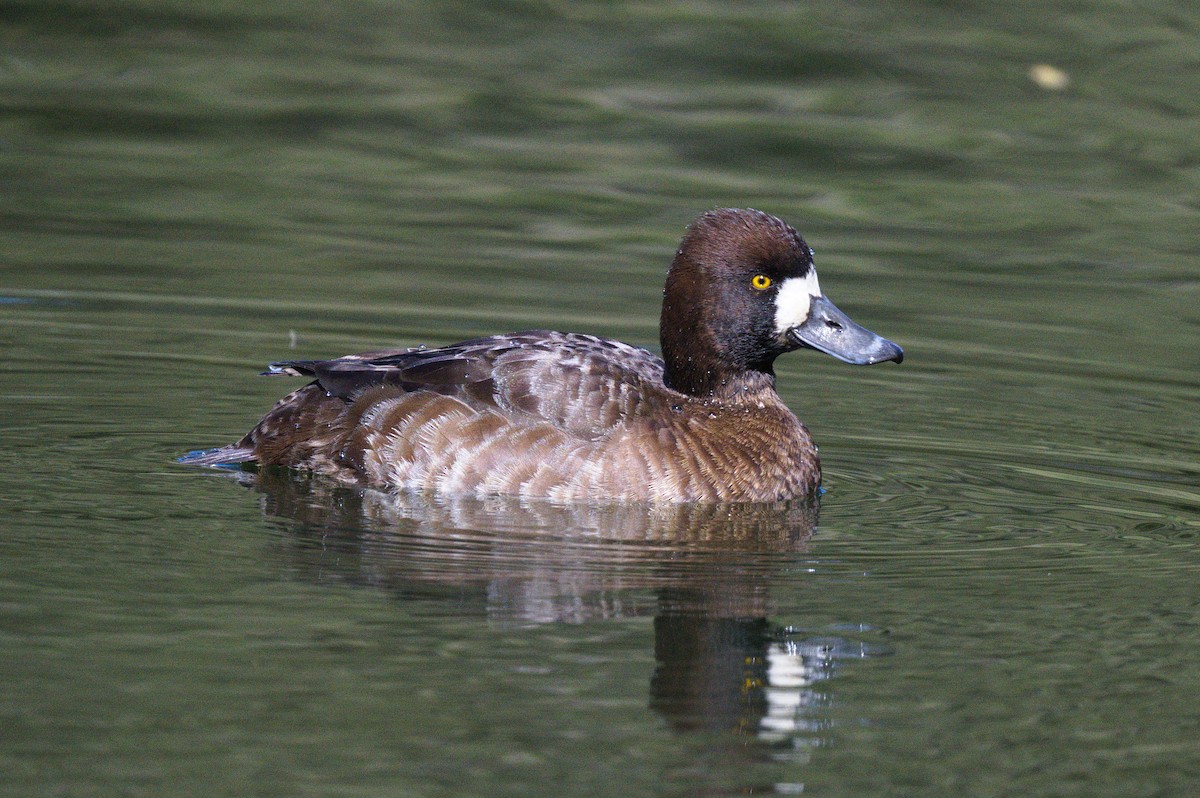 Lesser Scaup - ML616414473