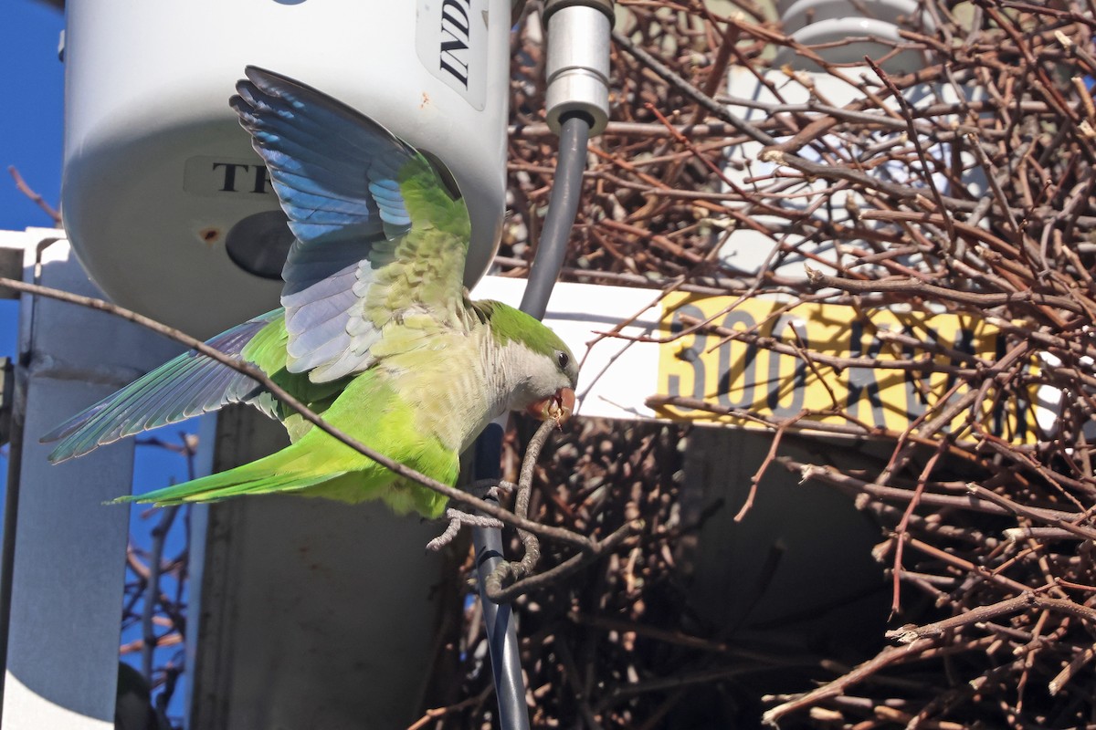 Monk Parakeet - ML616414478