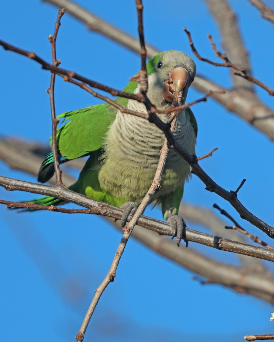 Monk Parakeet - Corey Finger