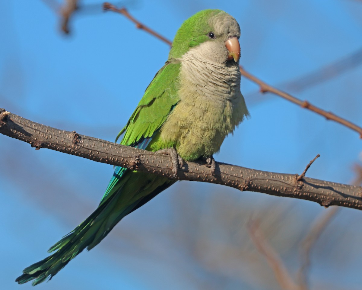 Monk Parakeet - Corey Finger