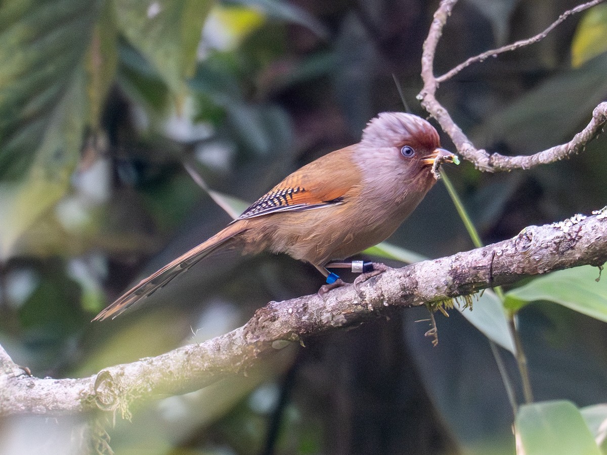 Rusty-fronted Barwing - ML616414503