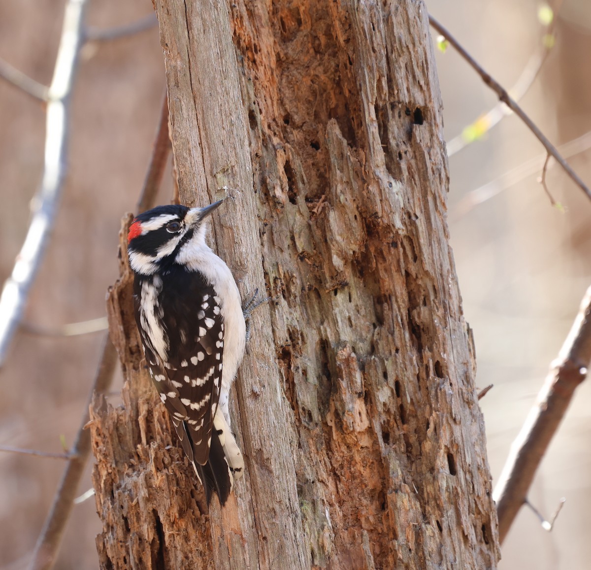 Downy Woodpecker - ML616414517