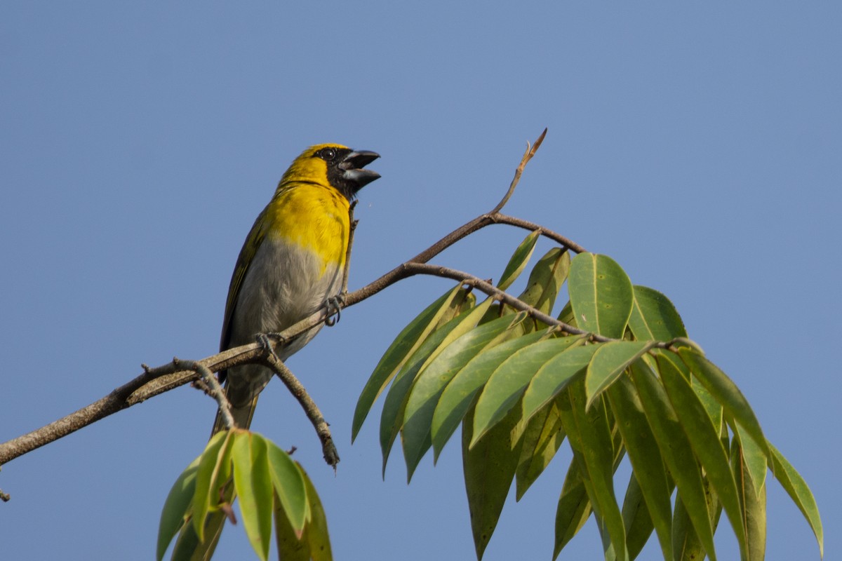 Black-faced Grosbeak - Francisco Dubón