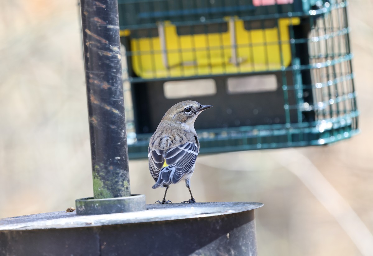 Yellow-rumped Warbler - Ezra H