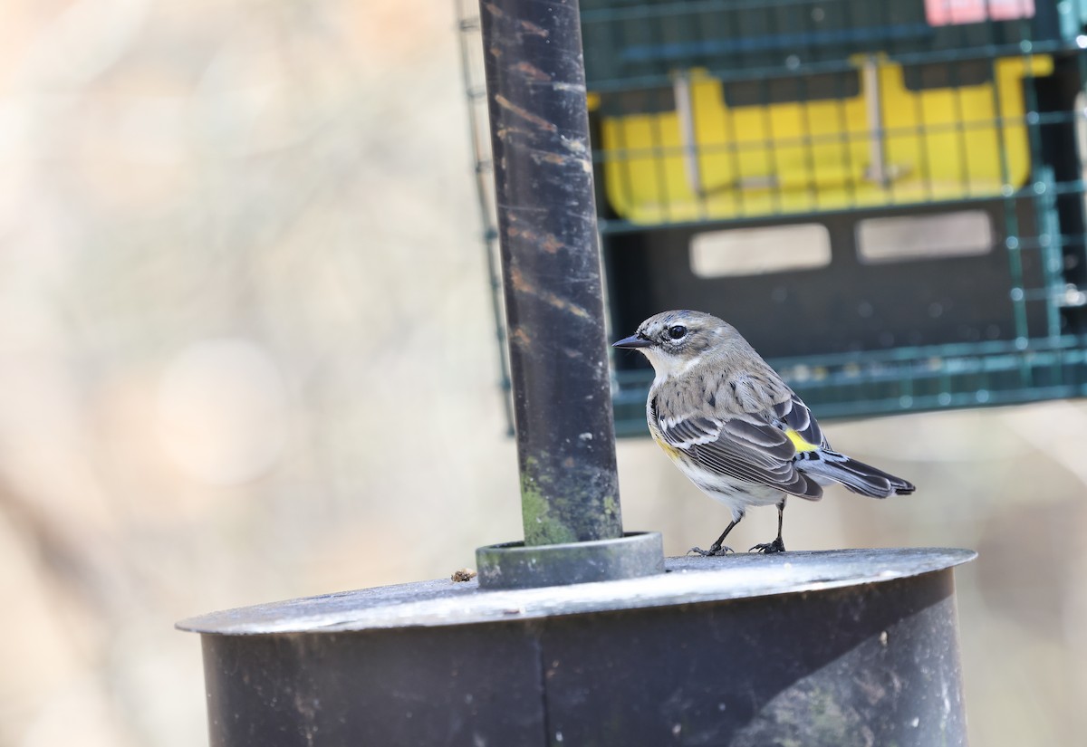 Yellow-rumped Warbler - ML616414532