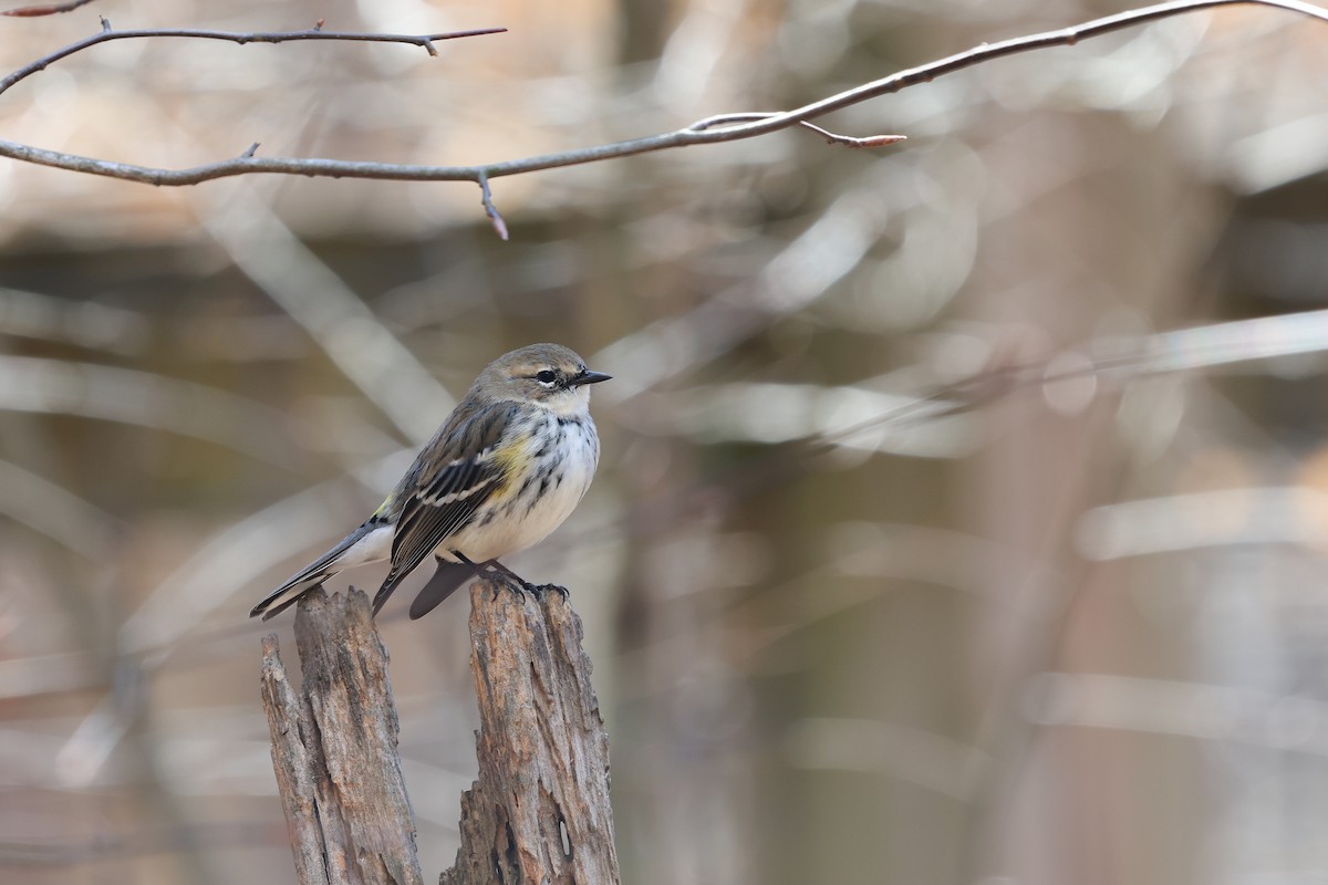 Yellow-rumped Warbler - ML616414533