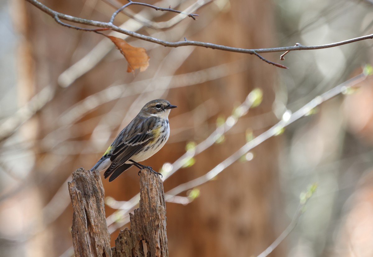 Yellow-rumped Warbler - ML616414534