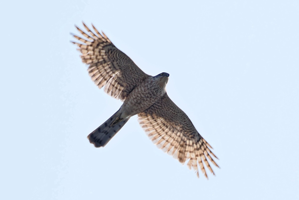 Eurasian Sparrowhawk - ML616414538