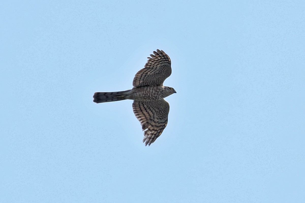 Eurasian Sparrowhawk - ML616414539