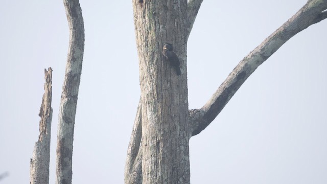 Gray-throated Barbet (Gray-throated) - ML616414540