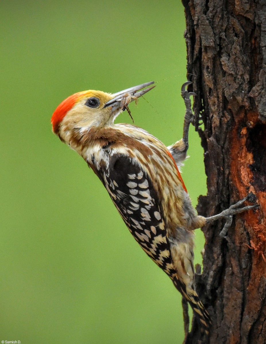 Yellow-crowned Woodpecker - Samish Dhongle