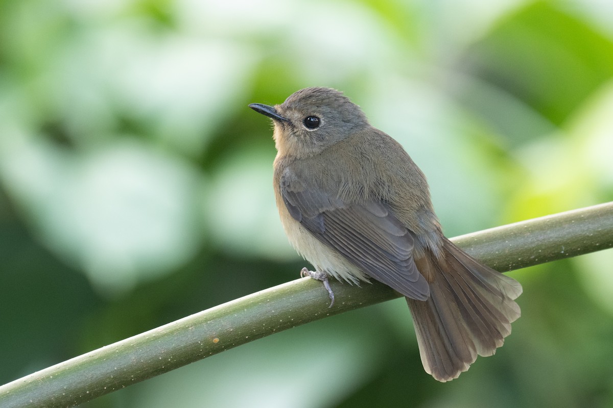 Hainan Blue Flycatcher - ML616414565